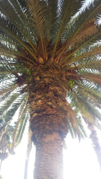  - Vara prin alte țări