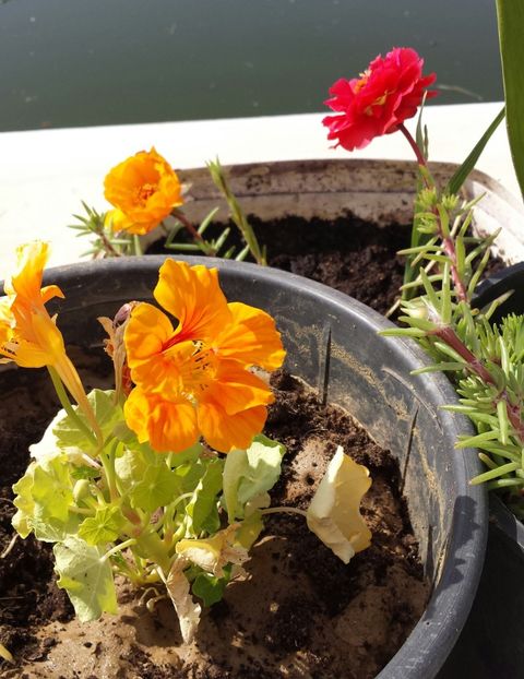 20180517_094538-1 - Vara prin alte țări