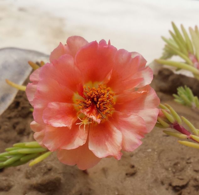 20180517_134139-1 - Vara prin alte țări