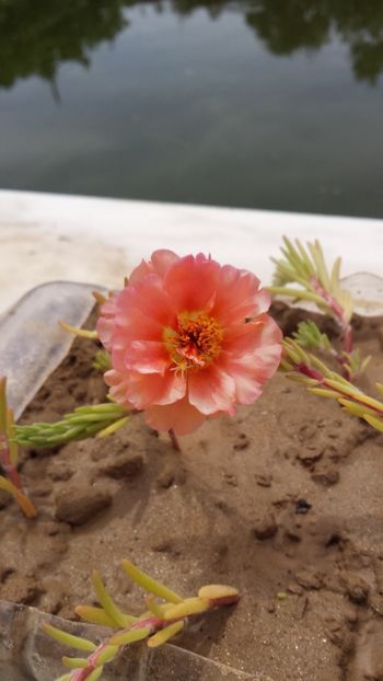  - Vara prin alte țări