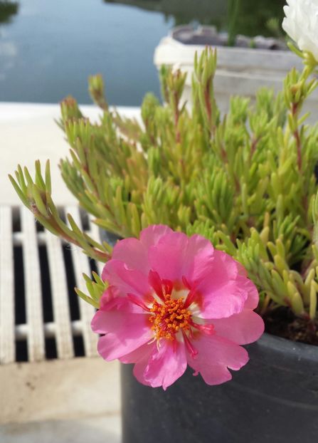 20180518_101703-1 - Vara prin alte țări