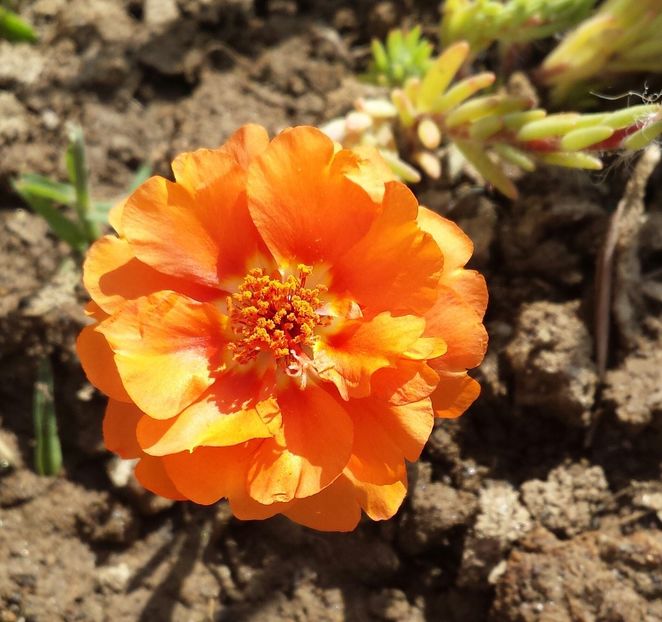 20180518_104028-1 - Vara prin alte țări