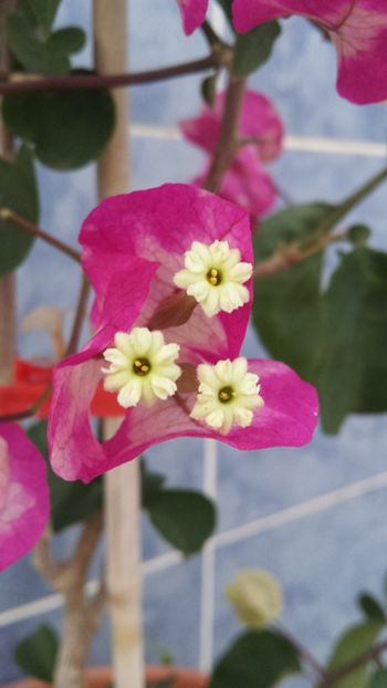  - Vara prin alte țări