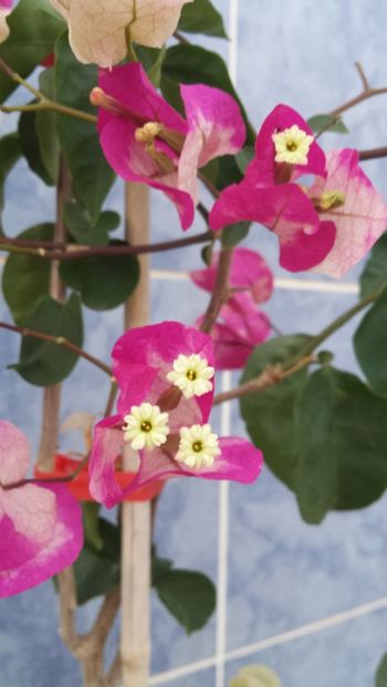  - Vara prin alte țări