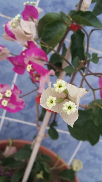  - Vara prin alte țări