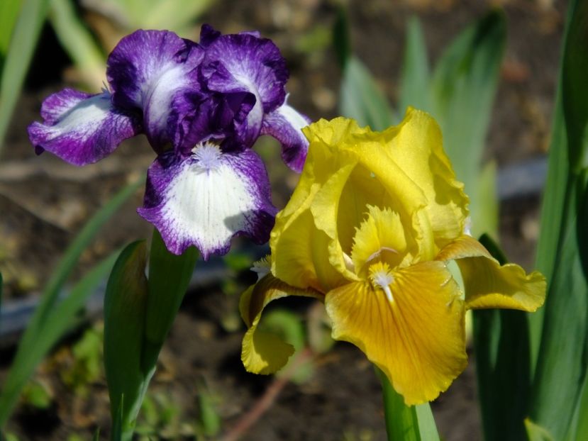  - 2018_05_Irisi_pumila si pitici