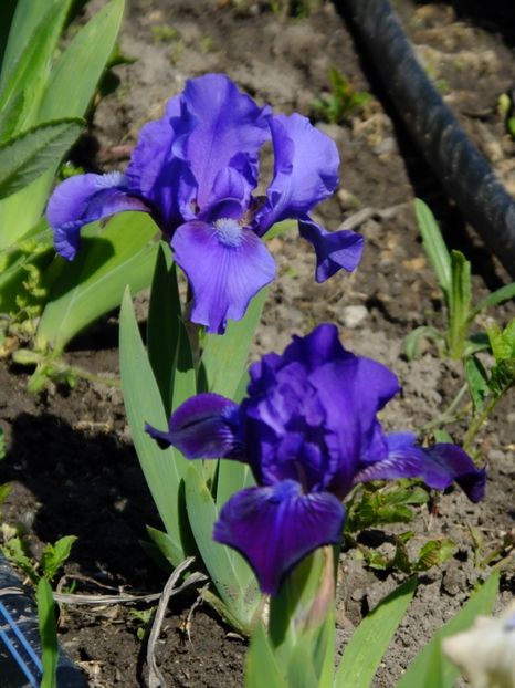  - 2018_05_Irisi_pumila si pitici