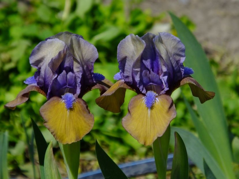 21 - 2018_05_Irisi_pumila si pitici