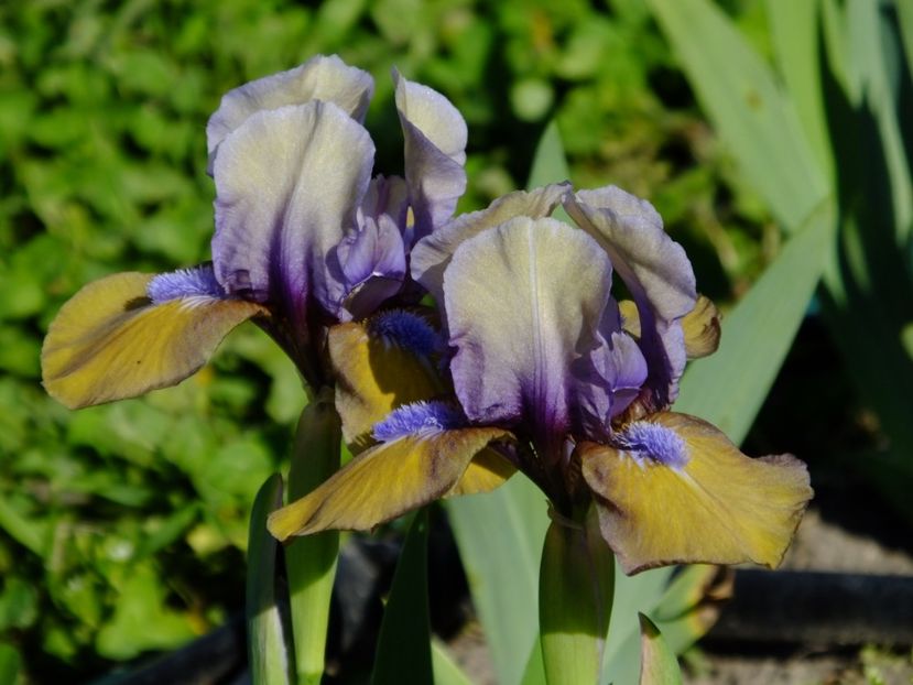 21 - 2018_05_Irisi_pumila si pitici