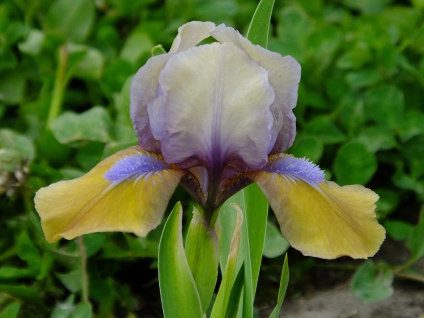 21 - 2018_05_Irisi_pumila si pitici