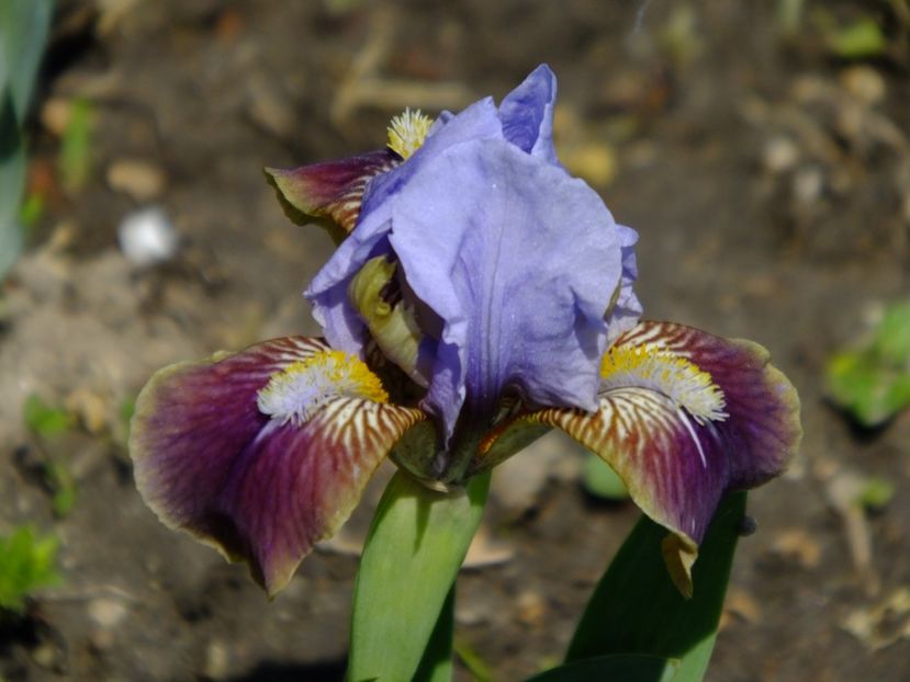 26 - 2018_05_Irisi_pumila si pitici