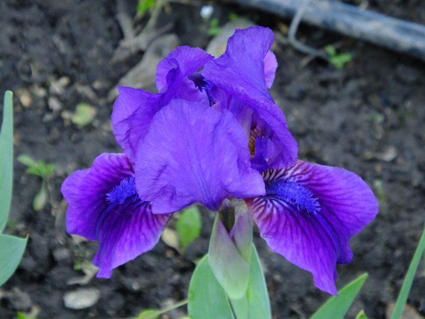 27 - 2018_05_Irisi_pumila si pitici