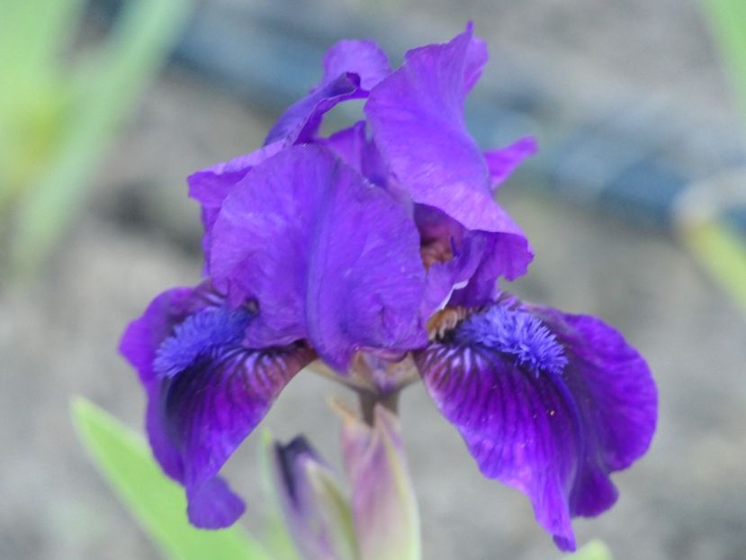 27 - 2018_05_Irisi_pumila si pitici