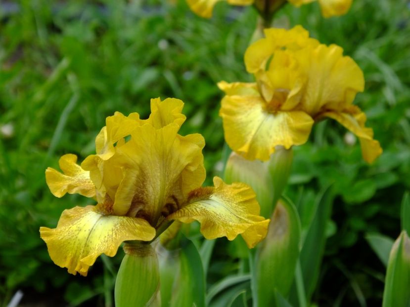 28 - 2018_05_Irisi_pumila si pitici