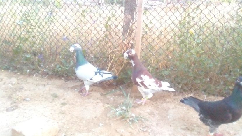  - 2 Germani de frumusete