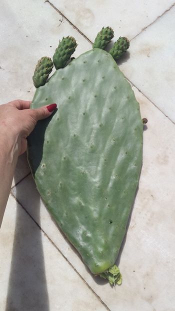  - Vara prin alte țări