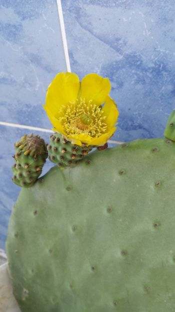  - Vara prin alte țări