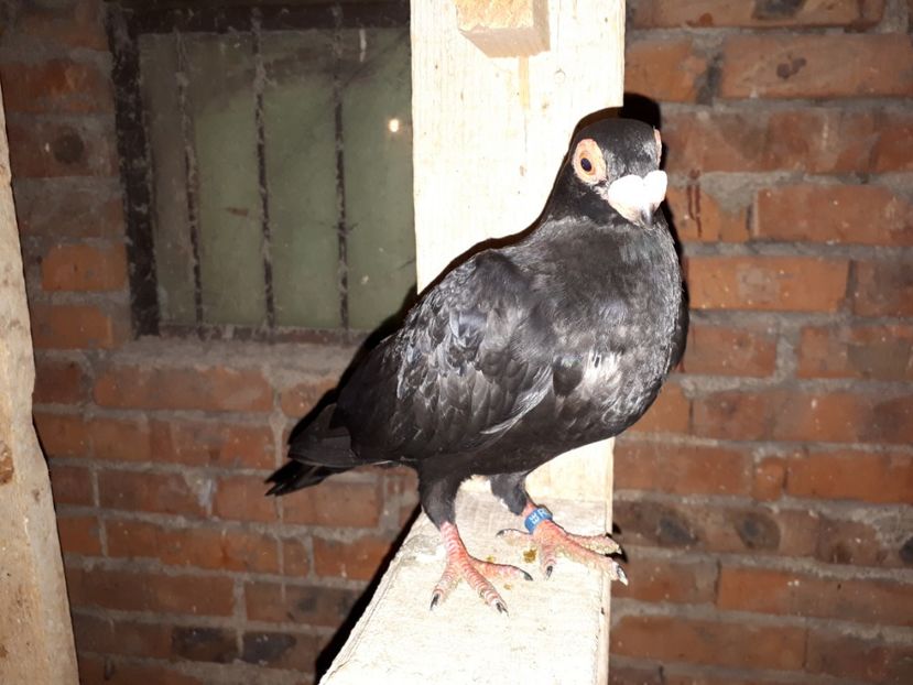 F 11 - vîndută - H3 _ tineret 2018