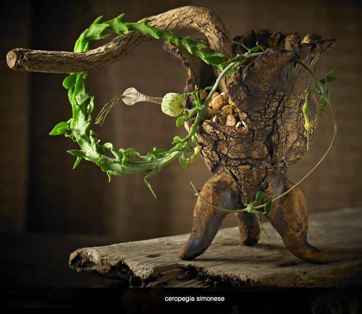 Mark Follon: Ceropegia - Vase - aranjamente - accesorii