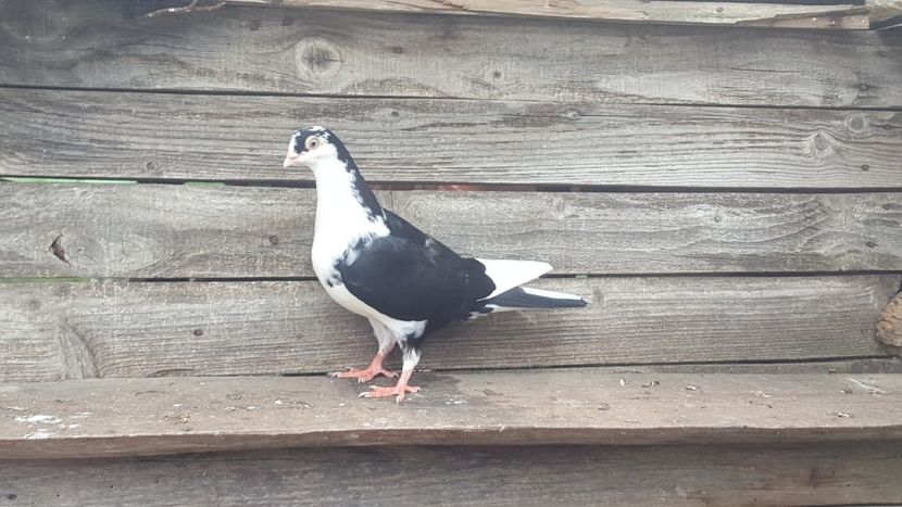  - 4-Jucatori de Galati