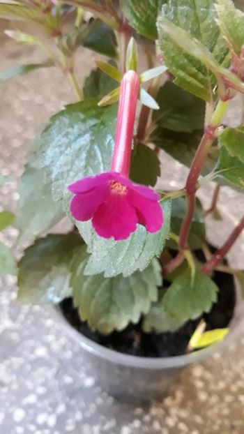  - R18 Grape Wine - renuntat