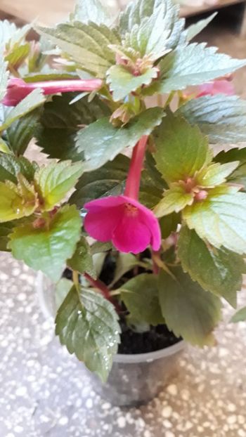  - R18 Grape Wine - renuntat