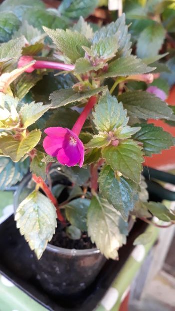  - R18 Grape Wine - renuntat