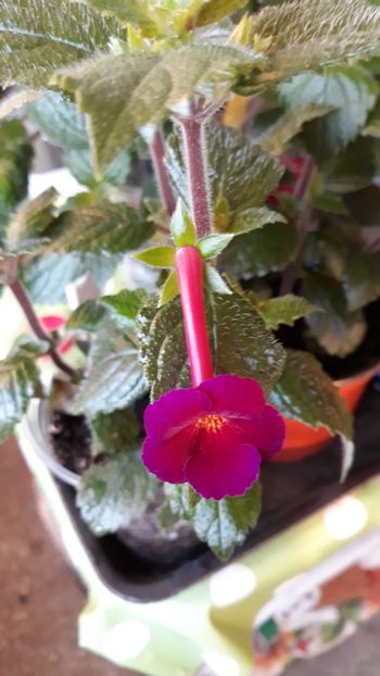 2018 - R19 - Purple Kimono - renuntat