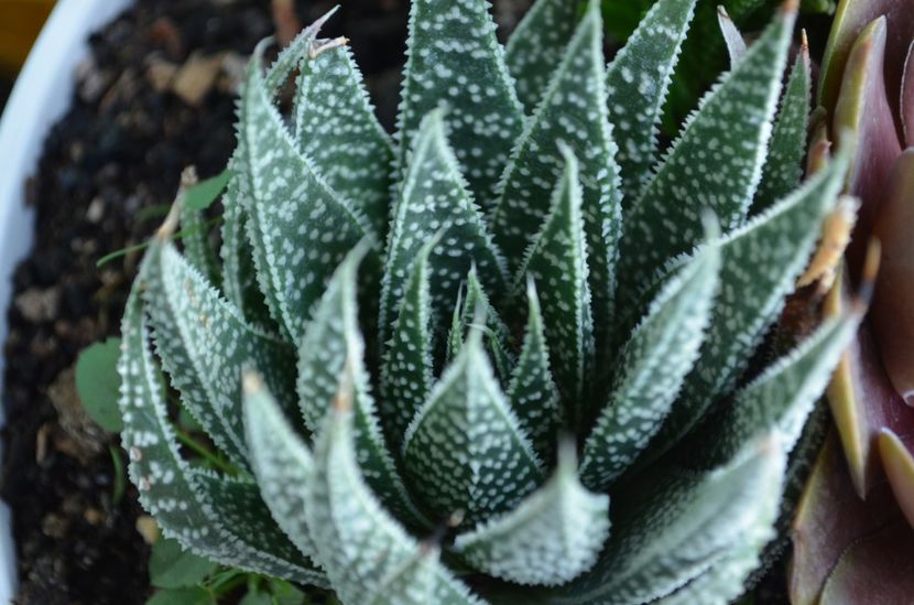  - suculente si cactusi