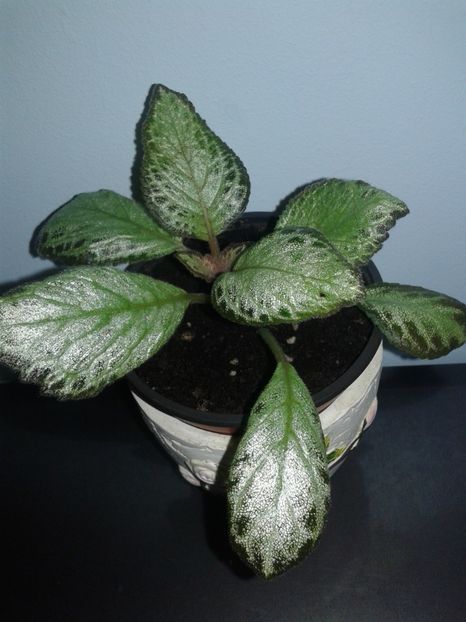  - EPISCIA