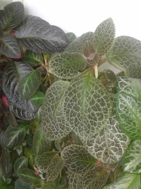  - EPISCIA