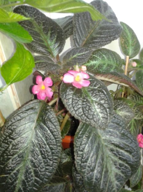  - EPISCIA