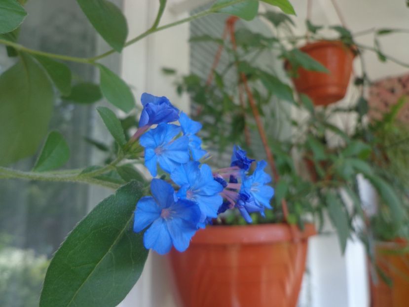 Ceratostigma plumbaginoides - In glastra