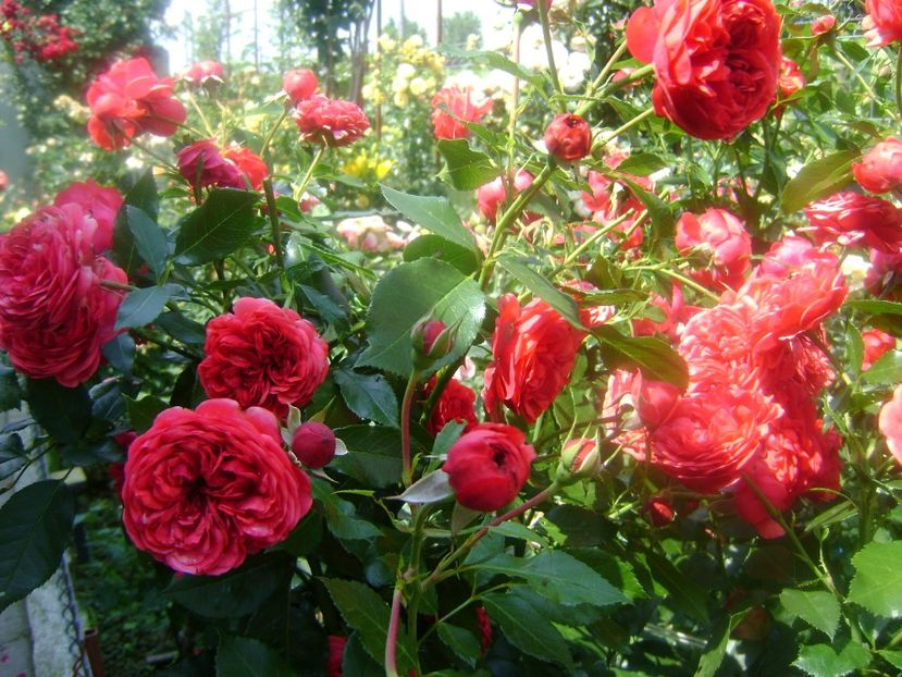  - Out of rosenheim floribunda Kordes!