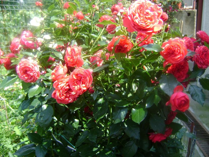  - Out of rosenheim floribunda Kordes!