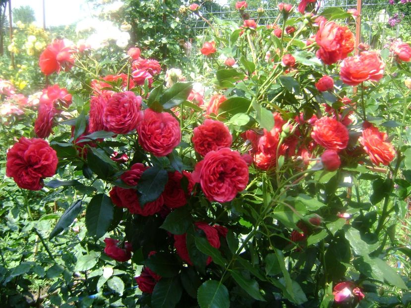  - Out of rosenheim floribunda Kordes!