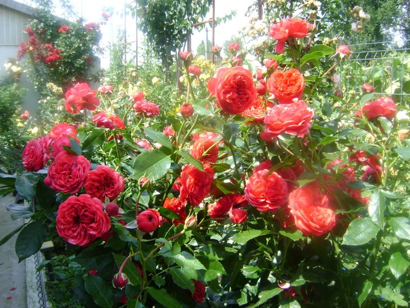  - Out of rosenheim floribunda Kordes!