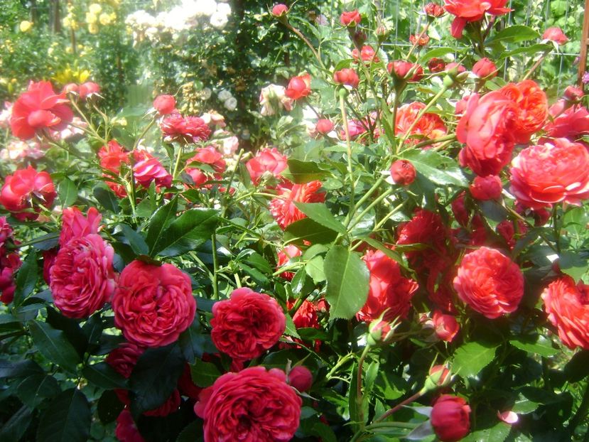  - Out of rosenheim floribunda Kordes!