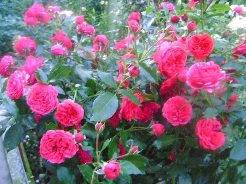  - Out of rosenheim floribunda Kordes!