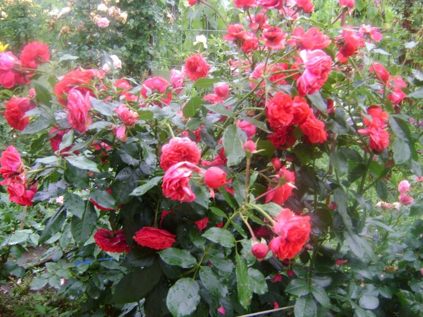  - Out of rosenheim floribunda Kordes!