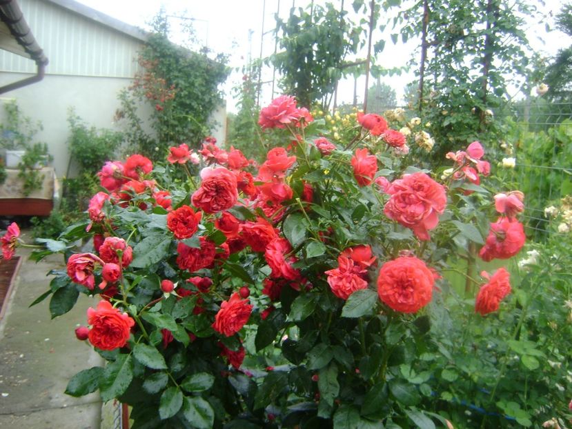  - Out of rosenheim floribunda Kordes!