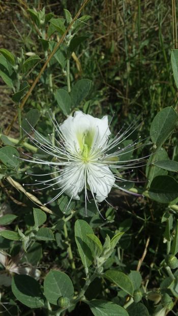 Capere - Vara prin alte țări