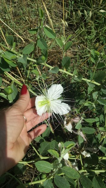  - Vara prin alte țări