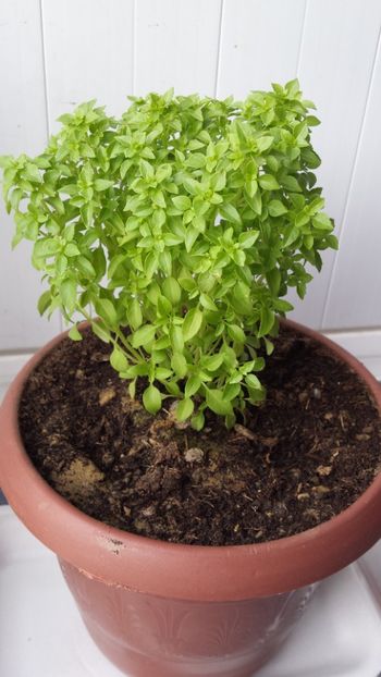 Alunga insectele - Vara prin alte țări