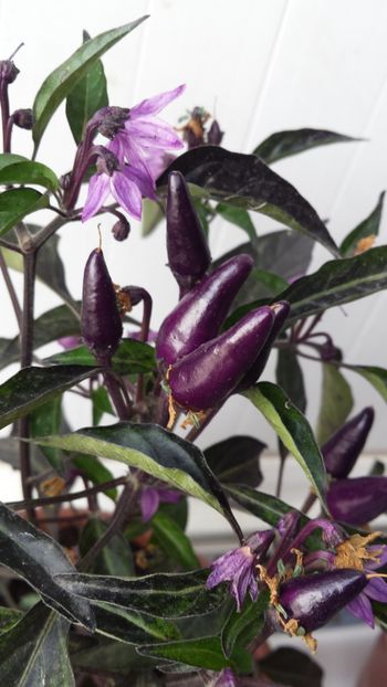  - Vara prin alte țări