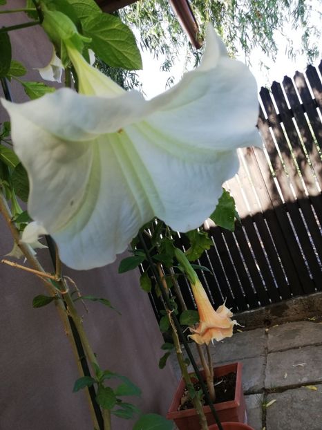  - Brugmansia