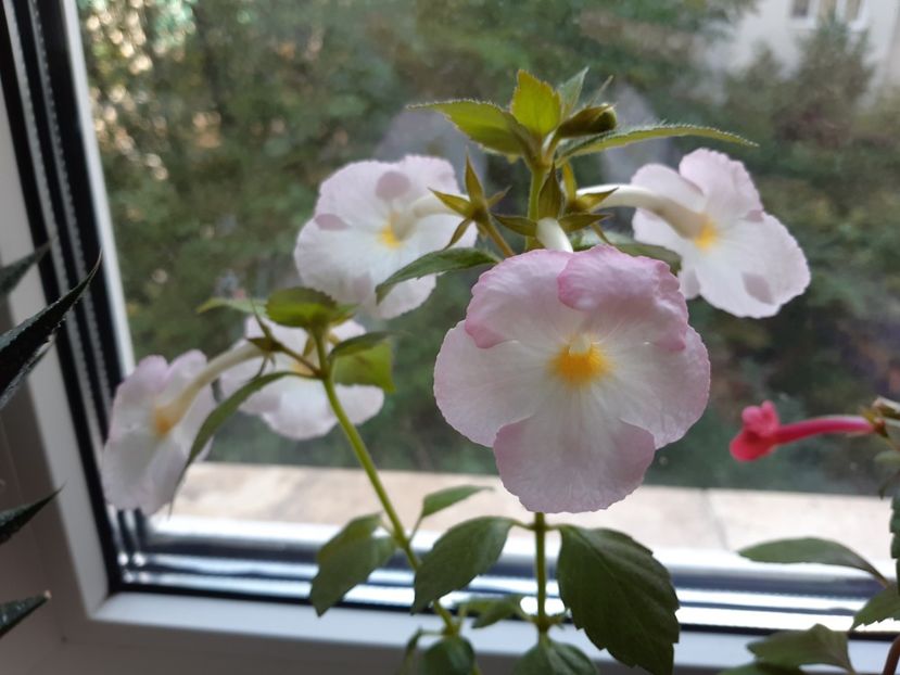 Vie en rose - Achimenes