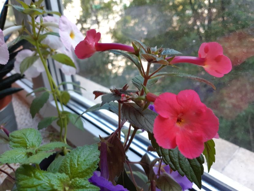Orange deligt - Achimenes