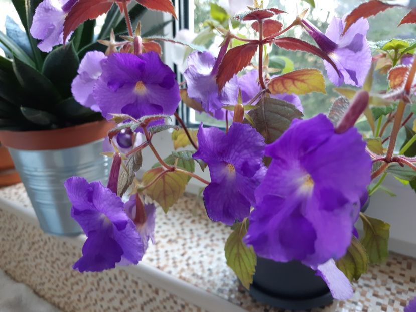 Purple king - Achimenes