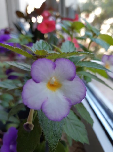 Nou inflorit ❤ - Achimenes